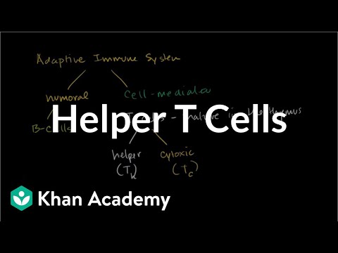 how to test b cell function