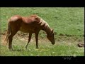 Stallion Meets Newborn Foal