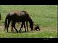Stallion Meets Newborn Foal