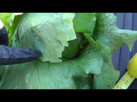 how to plant iceberg lettuce