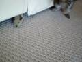 videos de Mouse Decapitated!!!! Crazy Kitten attacks ! BRUTAL! Not for light hearted...