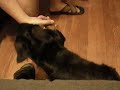 My dog Pancho doing tricks