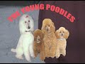 The Young Poodles Movie teaser Part ONE
