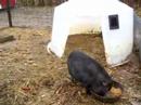 tiny piglets chasing each other