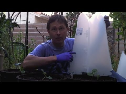 2 Ways to Start Your Summer Vegetable Garden Early