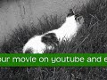 {From Kittypet}Contest{To Warrior} {From Kittypet}Contest{To Warrior}