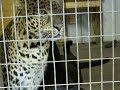 Leopards