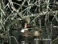 Ánades Ánades