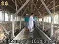 ecopower for hog and cow farms! Foul smell bye bye!