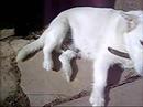 A white dog A white dog