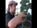 bonsai wiring