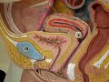 reproductive-organs-model-for-a-p-ii-.html