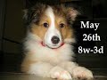 Willow the Sheltie - Video Collage Part 1