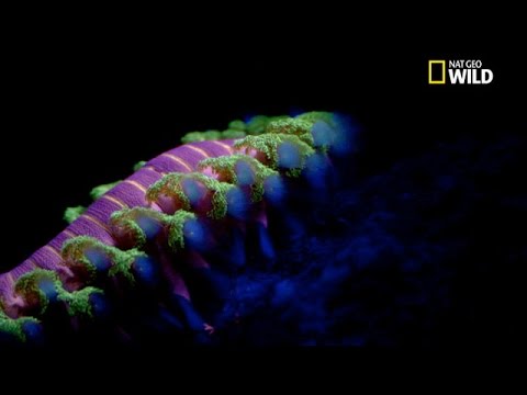 Image de prévisualisation YouTube