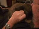 Lop Hops on Pop