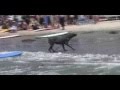 Loews Coronado Bay Resort Surf Dog Competition