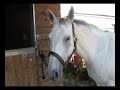 Willow - The Healing