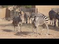 Click here to watch this video zeebra s ... riyadh zoo ...