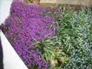 how to care for aubretia