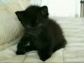 Видео КИСИ, животные, кот, котик, котики, коты, приколы, смех, собака, собаки