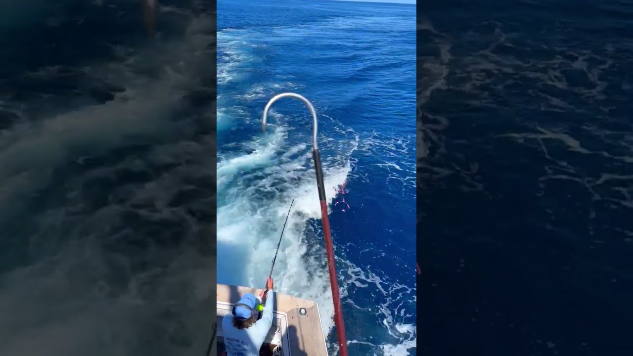 Trilo Bite Sport Fishing - Marlin