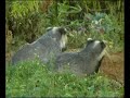 Wild British badgers