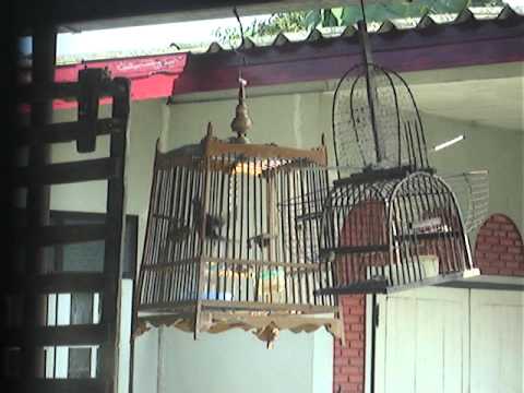 นกหัวจุก - 17-18092555 นก ปรอด หัวโขน เครา แดง(นกหัวจุก)...