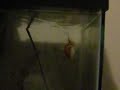 Swim Bladder Disease Bladder Diseases