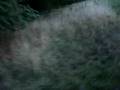 Lapin