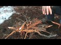 Fire Lighting in a wet Pine Forest