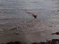 Enya running at the beach