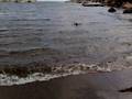 videos de Enya running at the beach