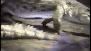 America's Funniest Home Videos - Nhung Clip hai hay nhat - tap 88