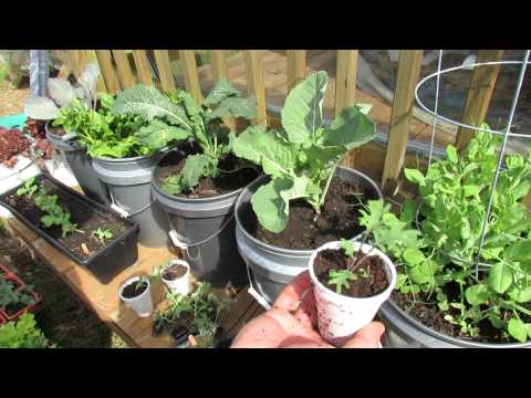 how to grow kale in florida