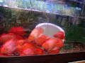 beautiful fish beautiful fish