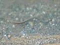 Calabria pesca on line, Natrice dal collare