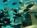 Undersea walking with Alan