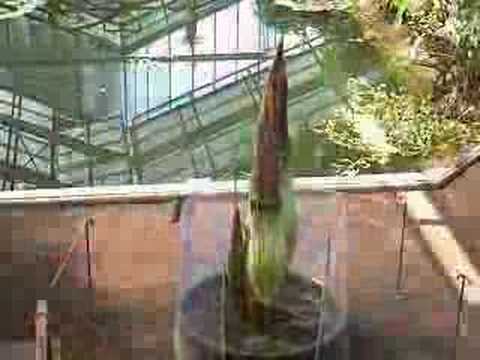 amorphophallus titanum bloom. (Amorphophallus titanum)