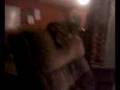videos de Earth Quake Kitty