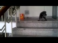 Dog afraid to go down stairs