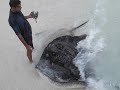 Feeding The Sting Rays At The Maldives