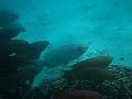 Diving at Kenya Part 4