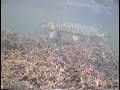 Northern Pike of Little Atlin Lake, Yukon