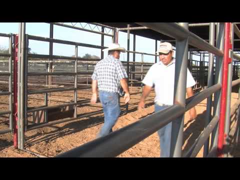 how to train pbr bulls