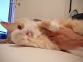 Adorable cat lounging and loving