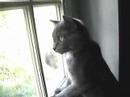 Smokey and Mega squirrel watching Smokey and Mega squirrel watching