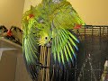How Wings Work -- A reference for creature props