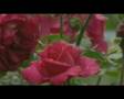 medinenin g�l�
