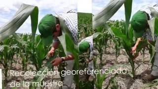 Monitoreo de Cultivos - Maíz