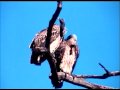 White backed vulture in bandhavghad Park India Video by Shirishkumar Patil